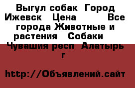 Выгул собак. Город Ижевск › Цена ­ 150 - Все города Животные и растения » Собаки   . Чувашия респ.,Алатырь г.